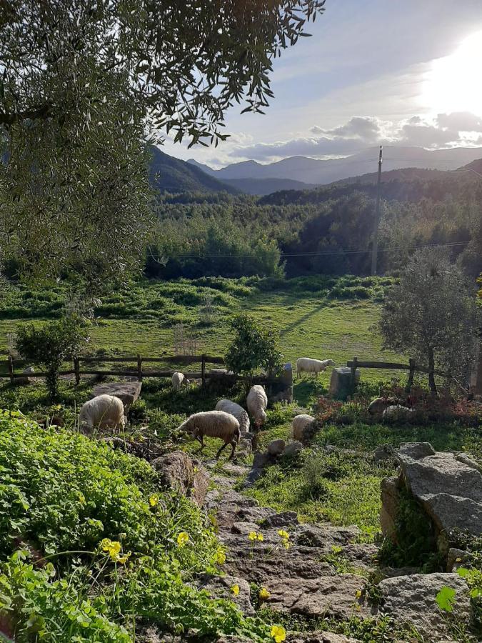 S'Imbragu Farm B&B Tortoli Exterior photo